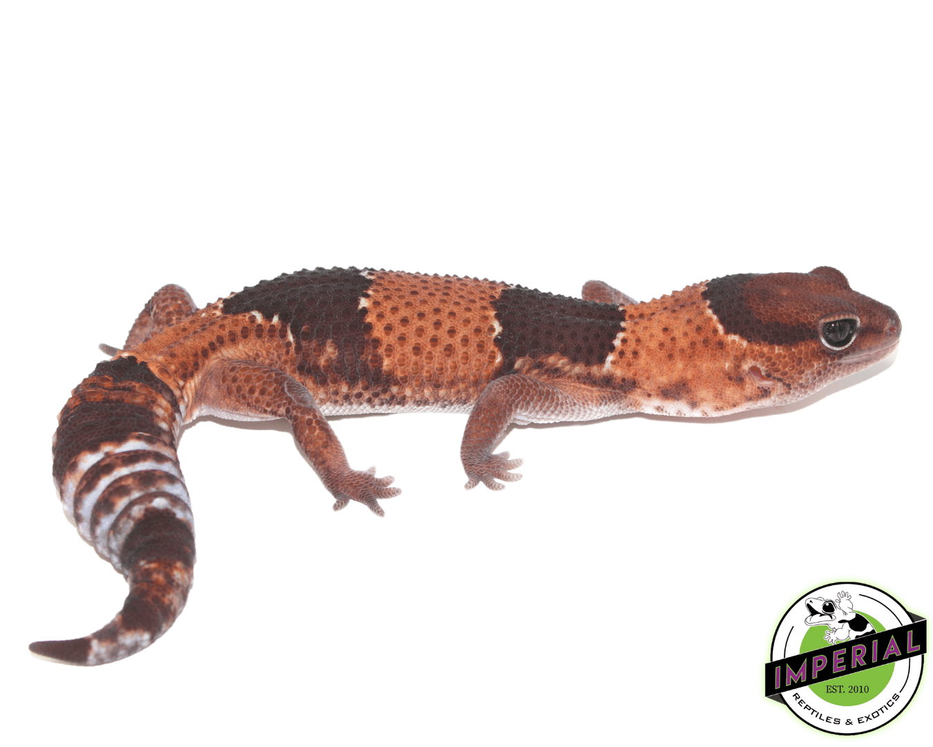 Tangerine ph Patternless Amel African Fat Tail Gecko Adult Female — image 2