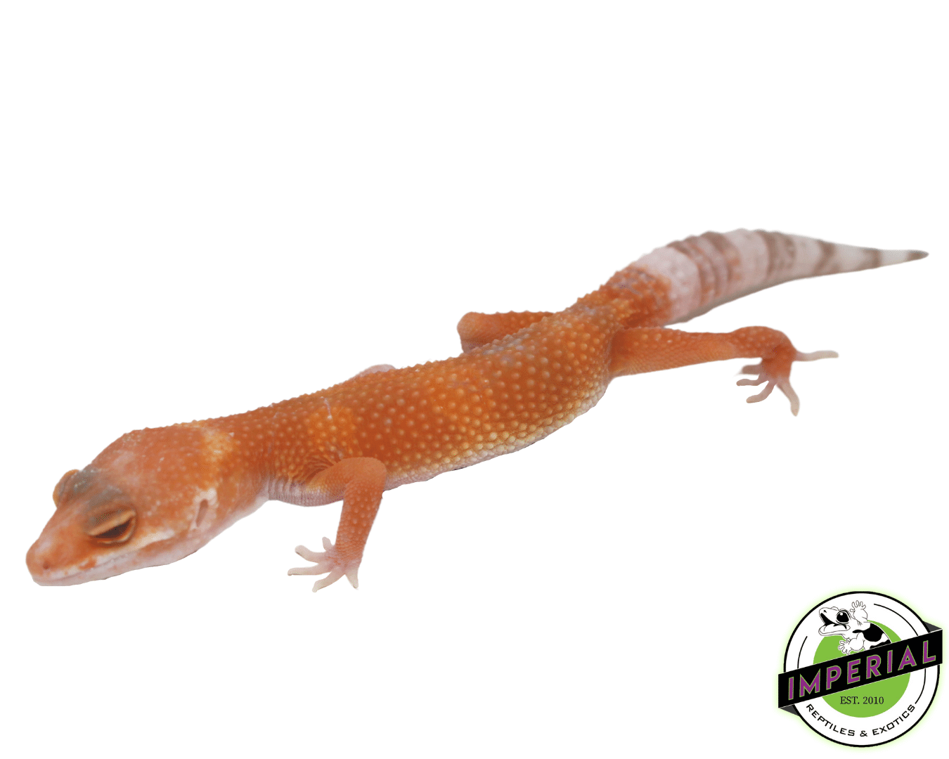Tangerine Tremper Leopard Gecko Baby — image 2