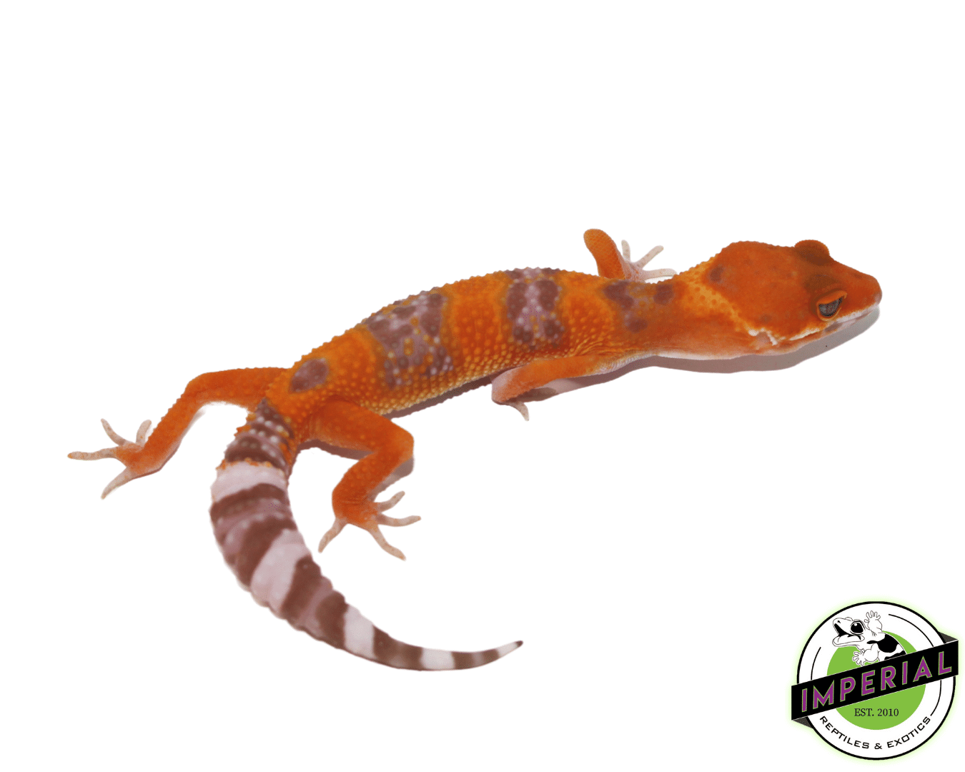 Tangerine Tremper Leopard Gecko Baby