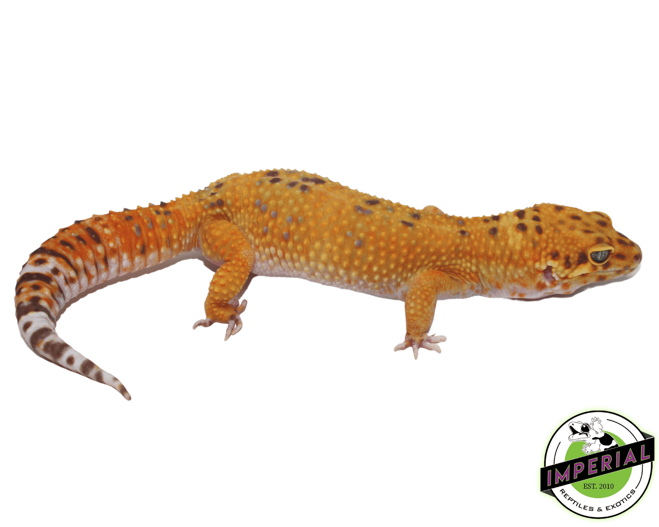 Tangerine Tremper Leopard Gecko — image 2