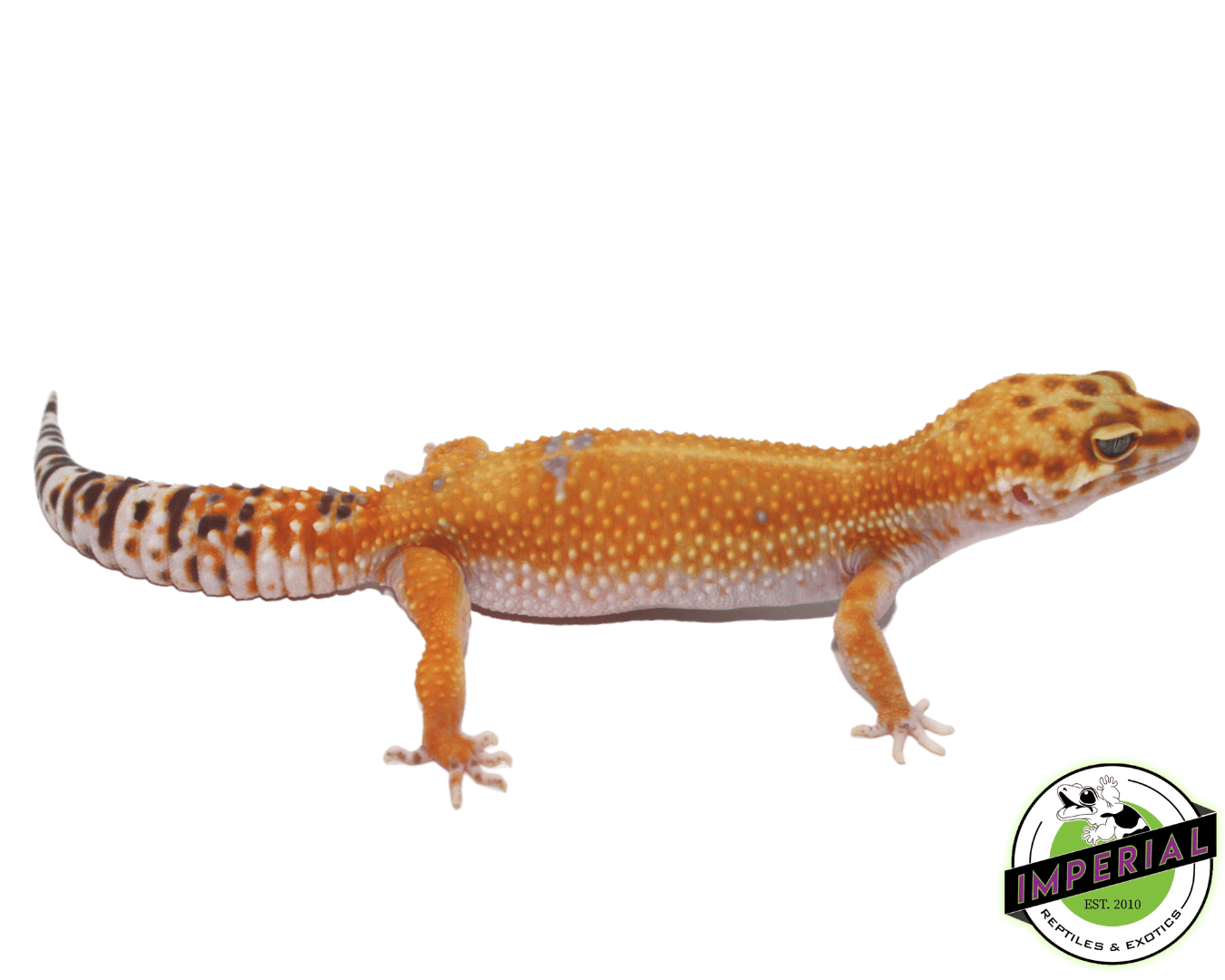 Tangerine Tremper Leopard Gecko