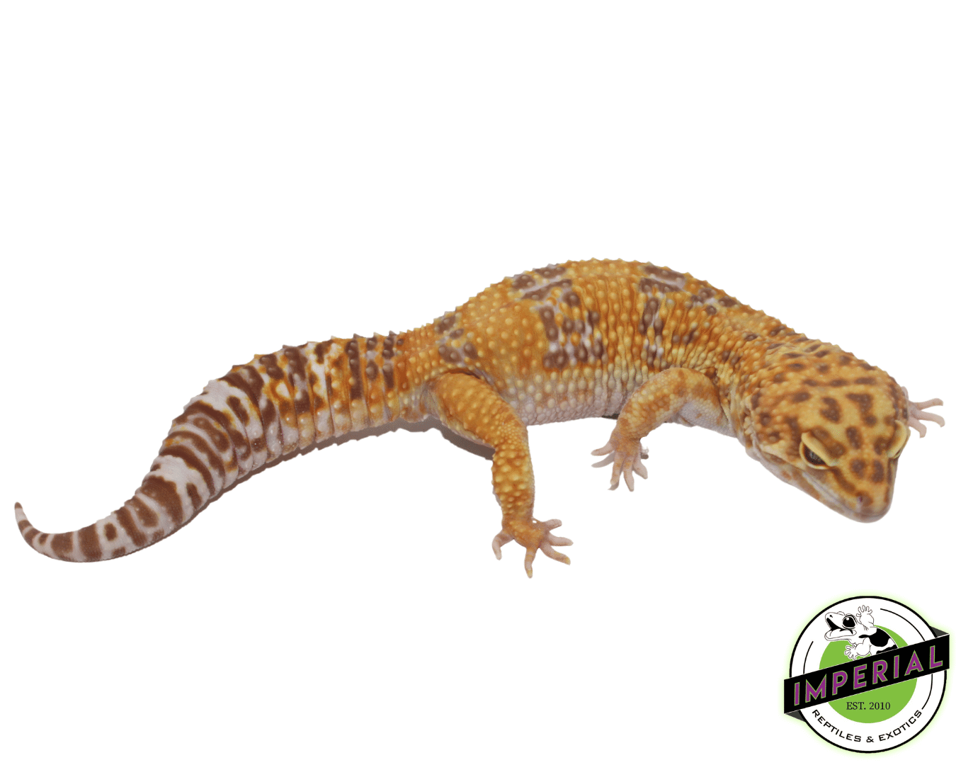 Tangerine Tremper Leopard Gecko — image 3
