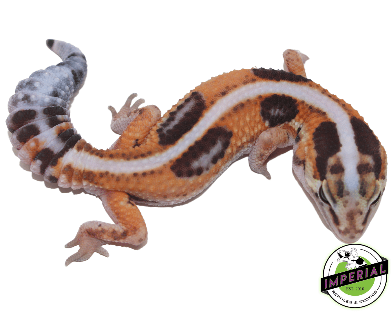 Tangerine Whiteout African Fat Tail Gecko — image 2
