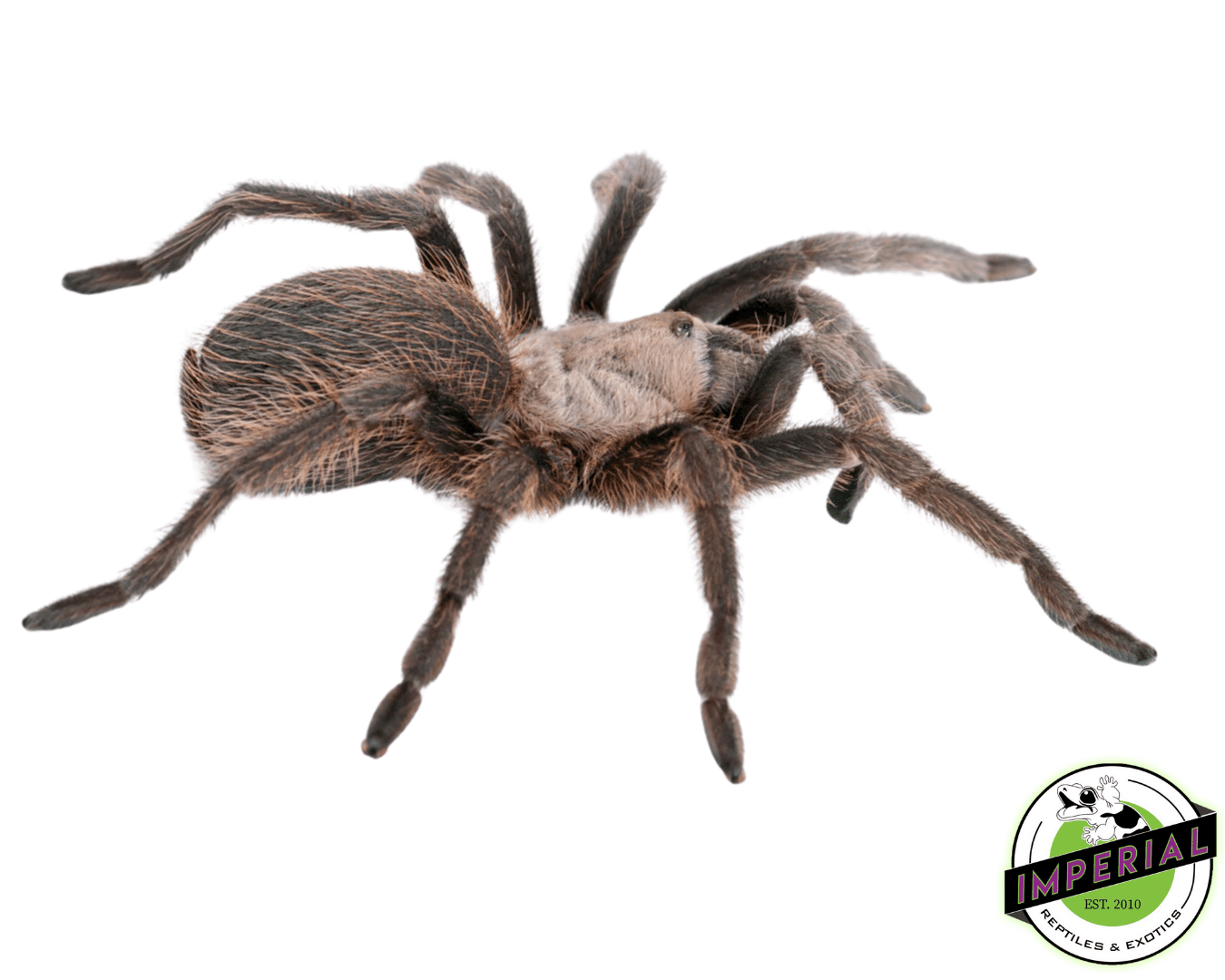 Texas Brown Tarantula