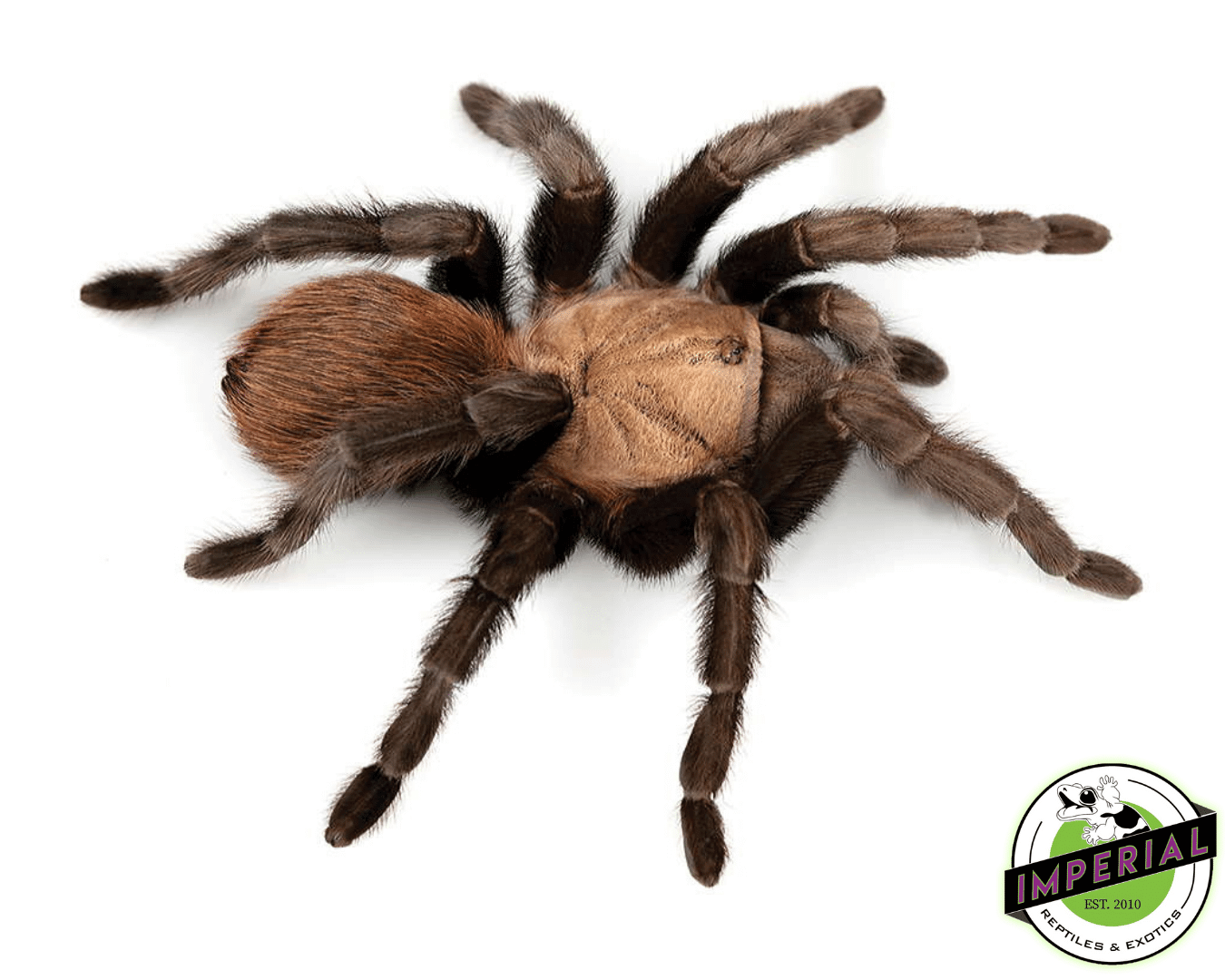 Texas Tan Tarantula