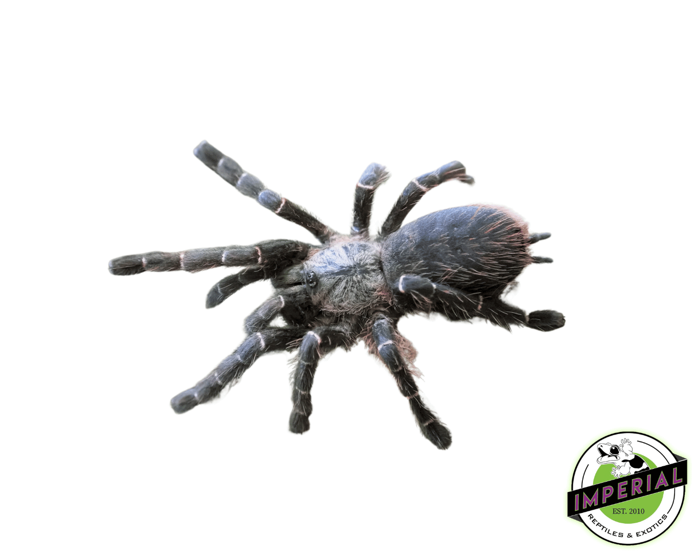 Thailand Bamboo Tarantula (Taksinus bambus)