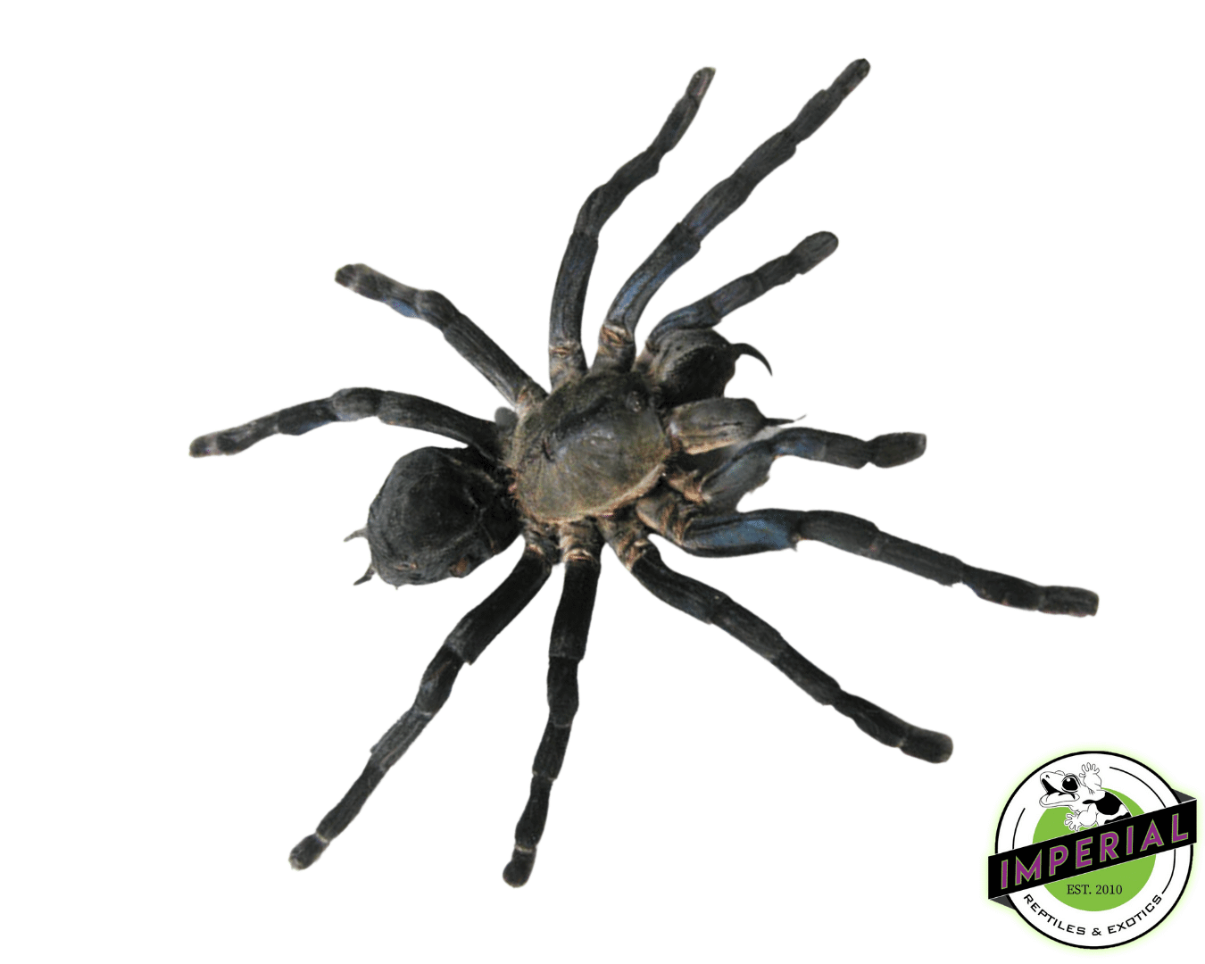 Thailand Big Black Tarantula