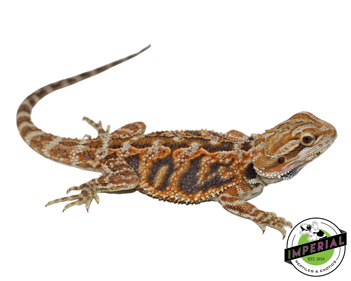 Tiger Bearded Dragon
