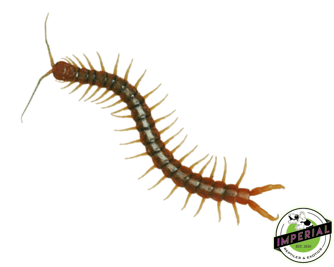 Tiger Centipede (Scolopendra polymorpha)