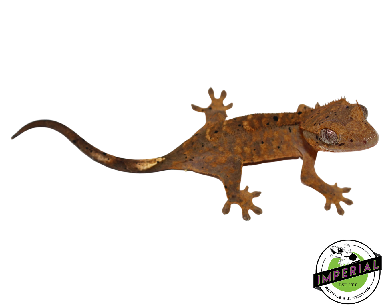Tiger Dalmatian Crested Gecko (#112524-12)