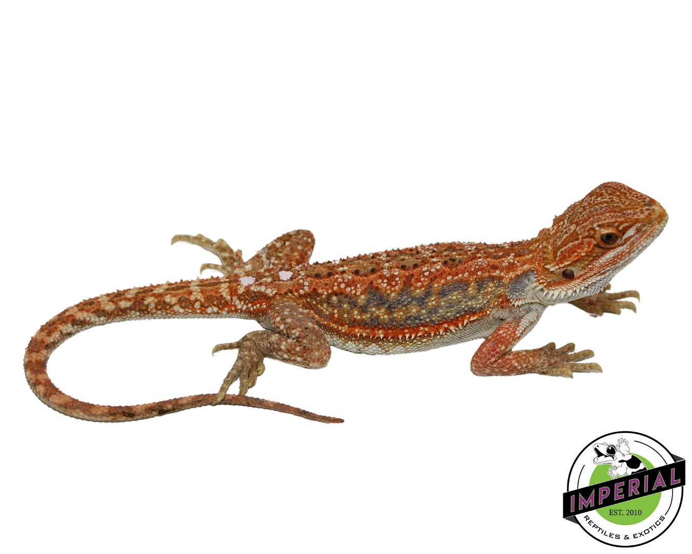 "Tiger Stripe" Hypo Bearded Dragon Female (#111424-12)
