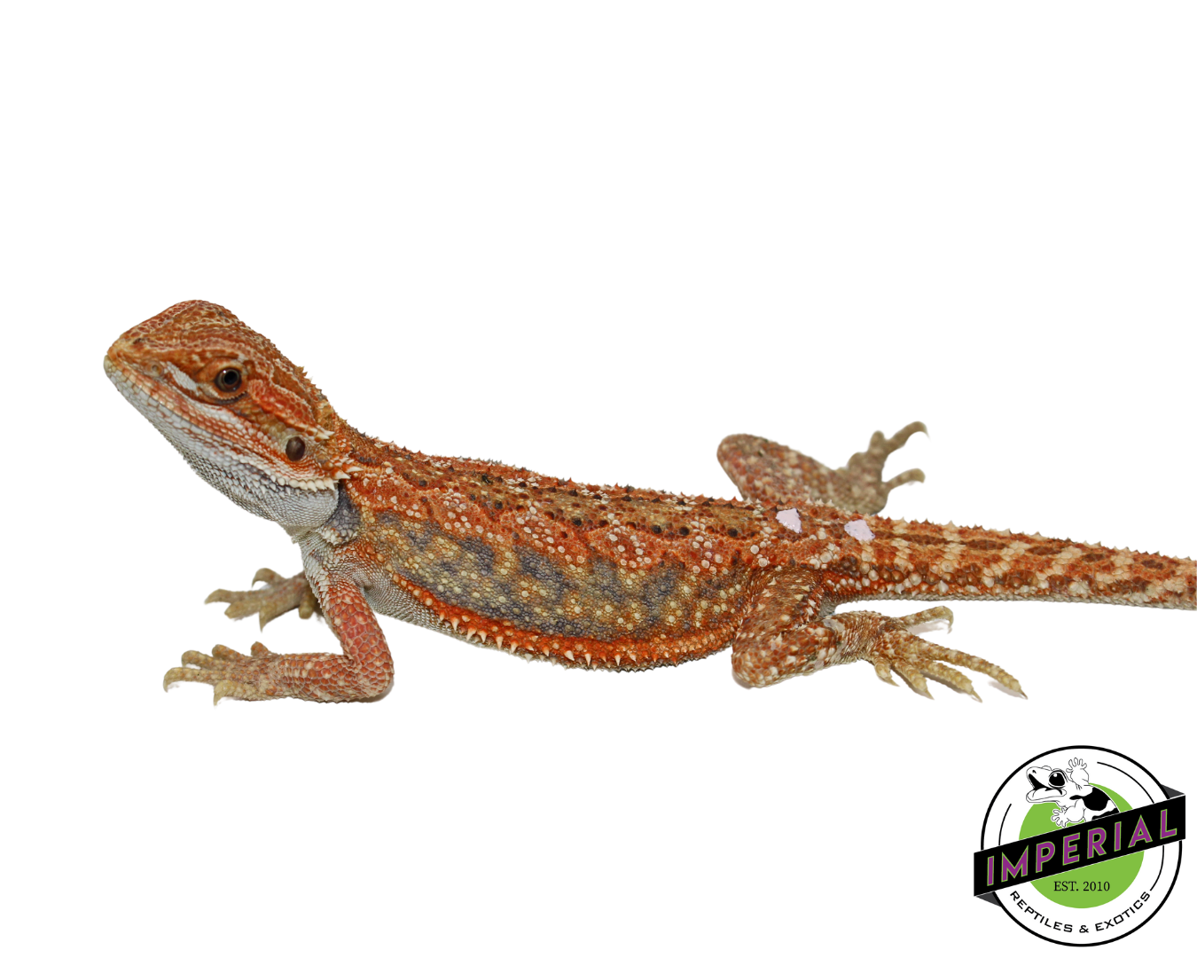 "Tiger Stripe" Hypo Bearded Dragon Female (#111424-12) — image 2