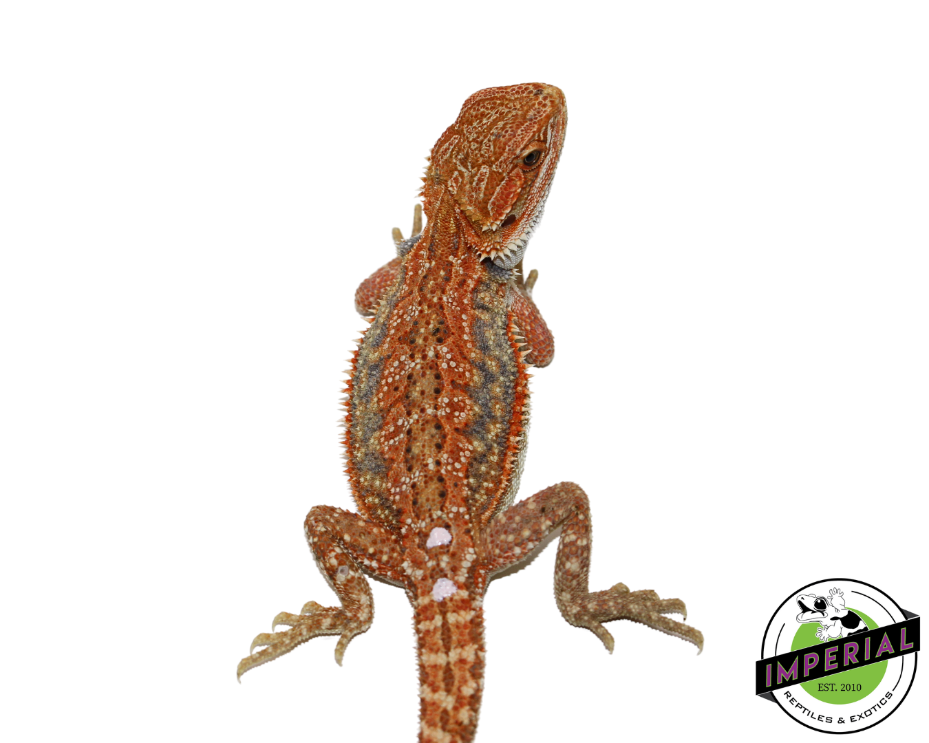 "Tiger Stripe" Hypo Bearded Dragon Female (#111424-12) — image 3