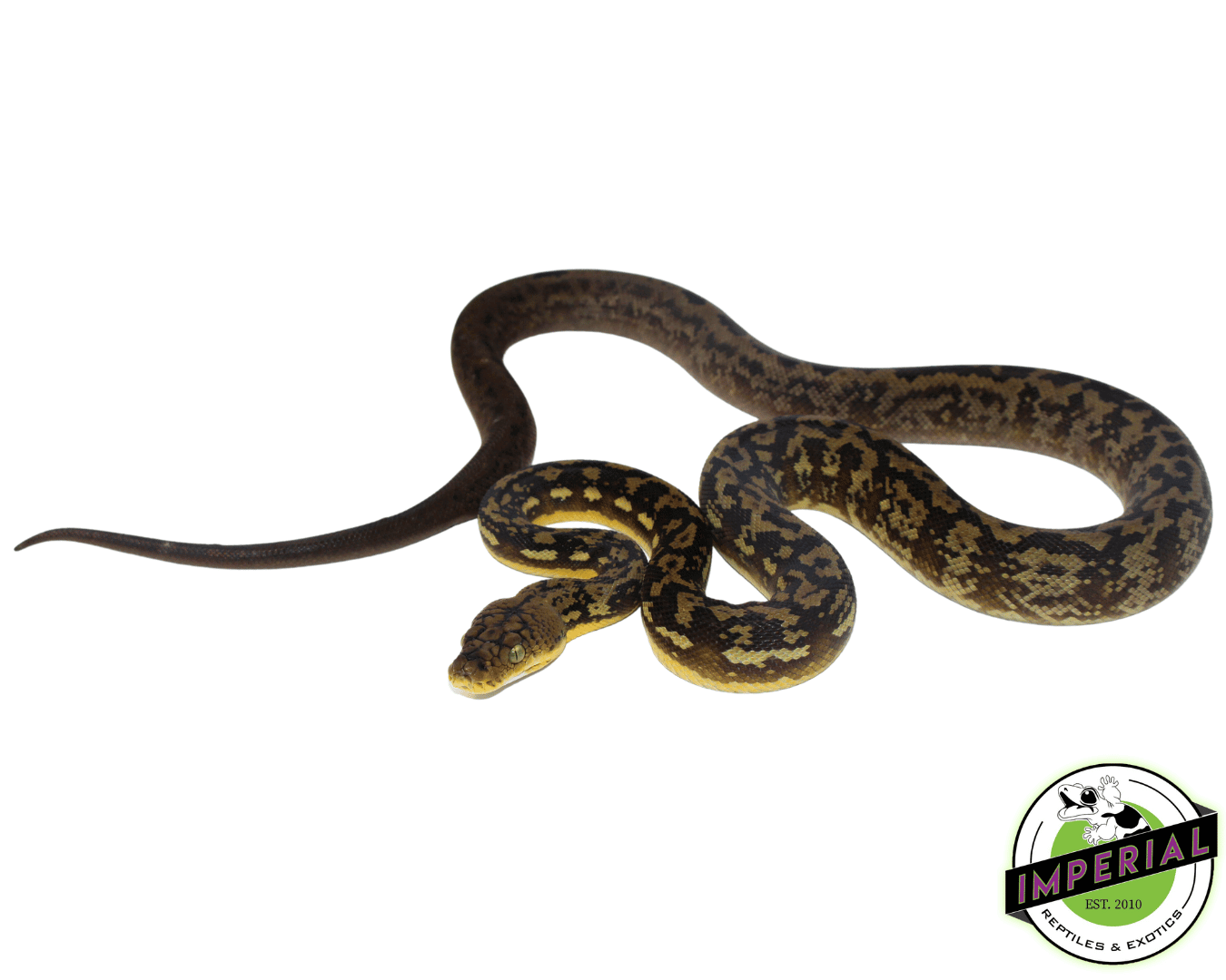 Timor Python Female (#10923-03) — image 2