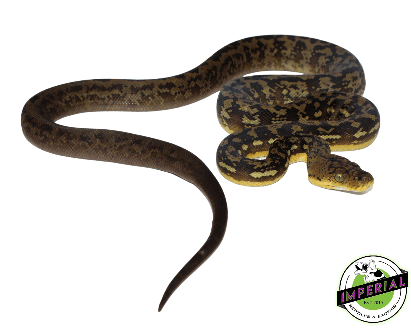 Timor Python Female (#10923-03)