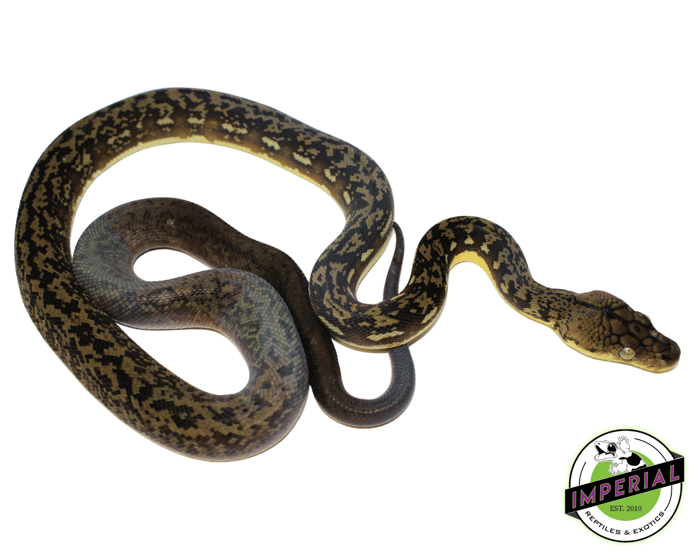 Timor Python Male (#10923-01) — image 2