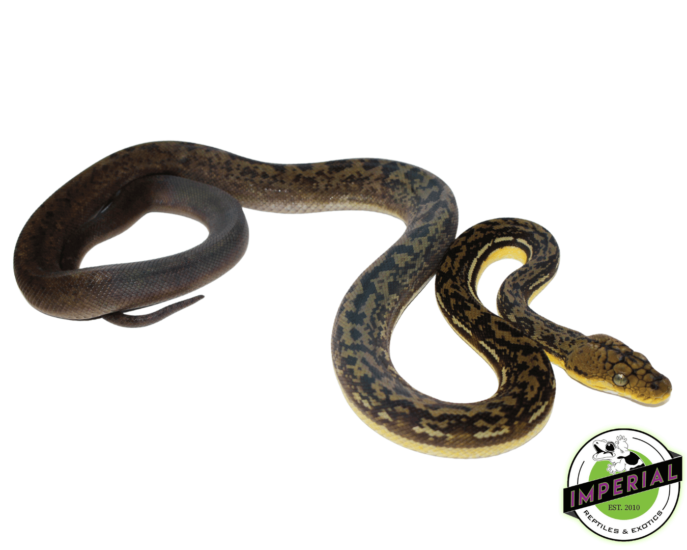 Timor Python Male (#10923-02) — image 2