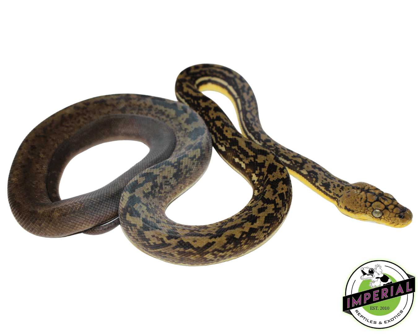 Timor Python Male (#10923-02)