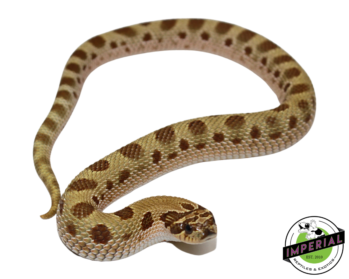 Toffee Conda (T+ Albino) Western Hognose Baby — image 3