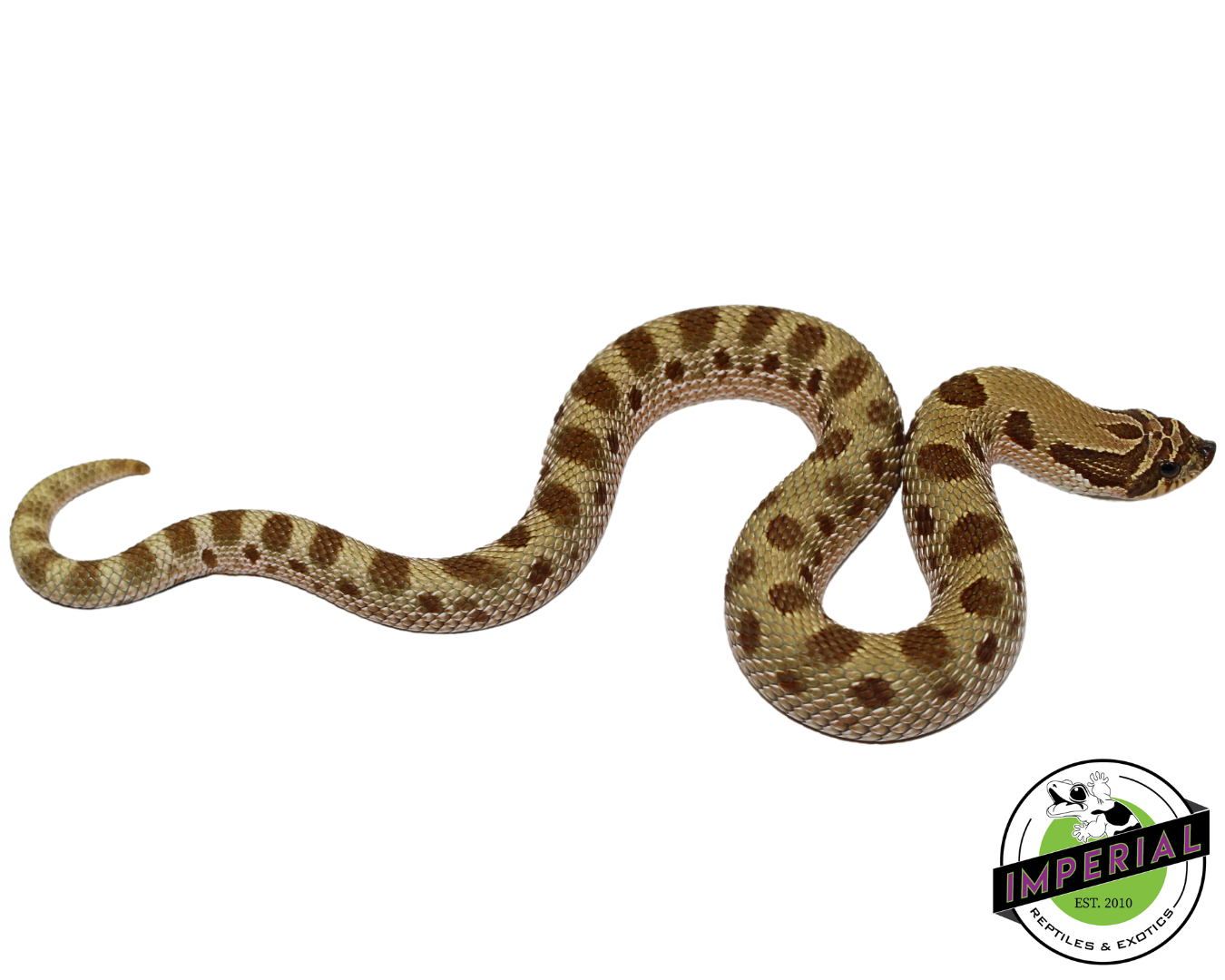 Toffee Conda (T+ Albino) Western Hognose Baby — image 2