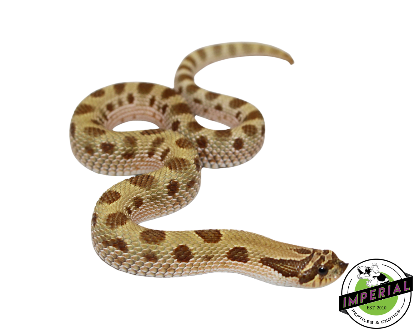 Toffee Conda (T+ Albino) Western Hognose Baby