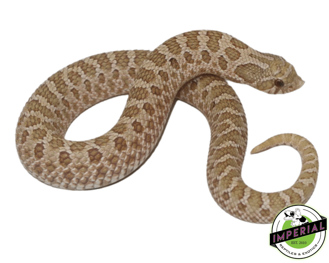 Toffee Western Hognose Baby