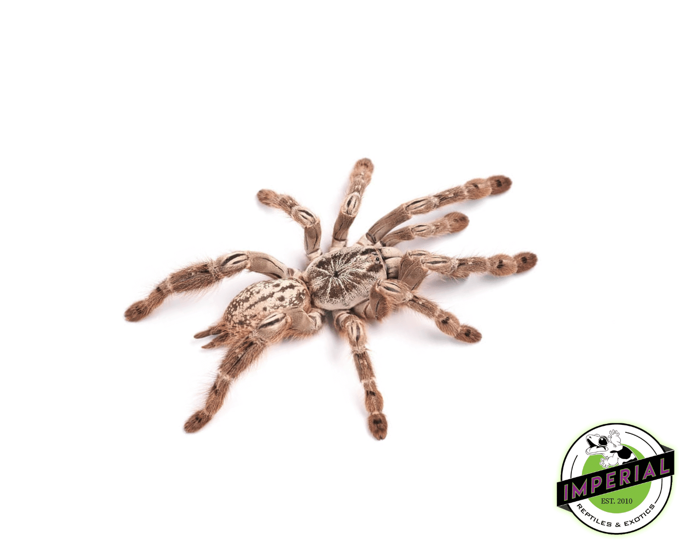 Togo Starburst Baboon Tarantula (Heteroscodra maculata)