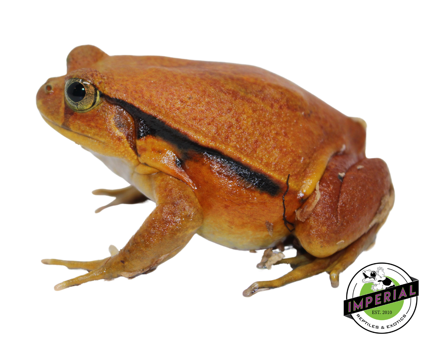 Tomato Frog