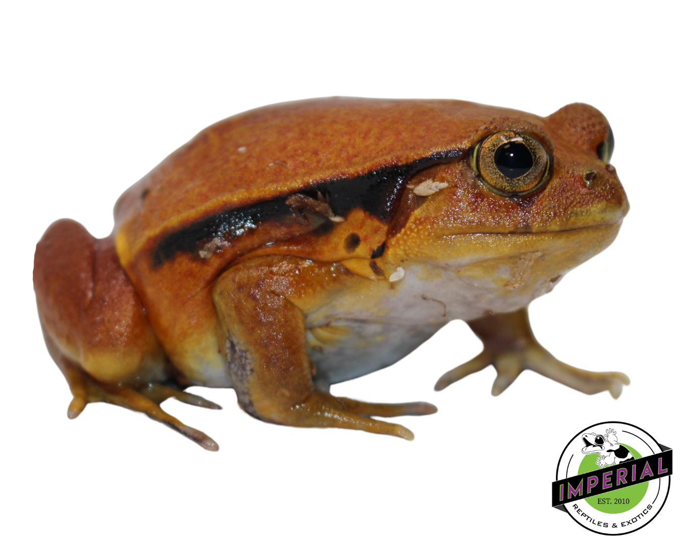 Tomato Frog — image 2