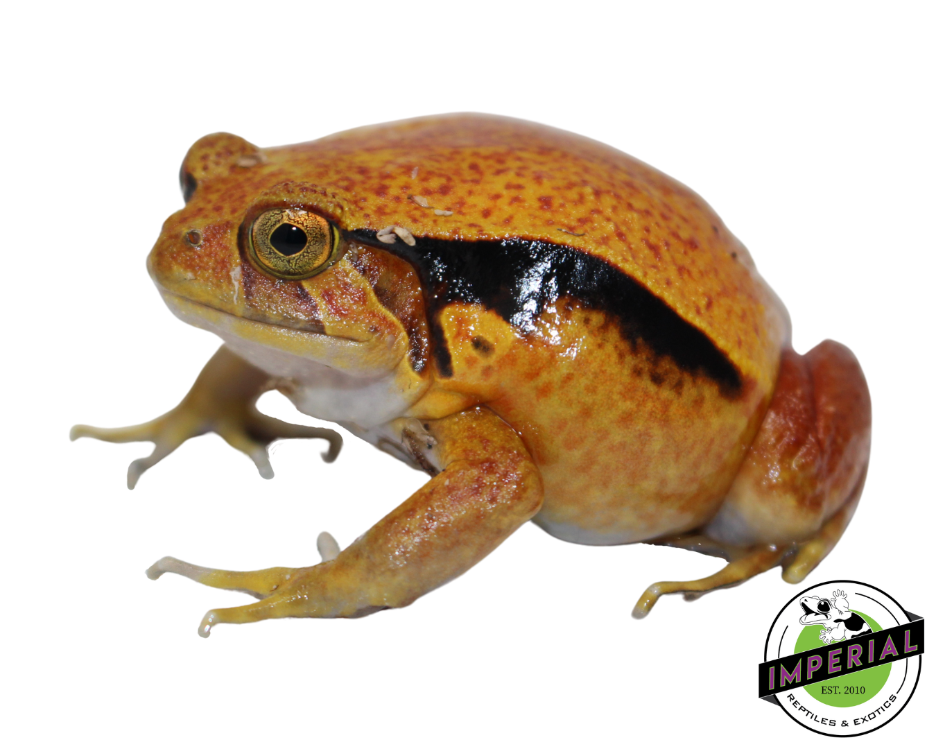 Tomato Frog — image 3
