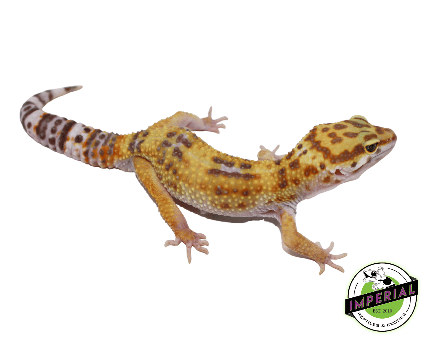 Tornado Hyglo Leopard Gecko Adult — image 2