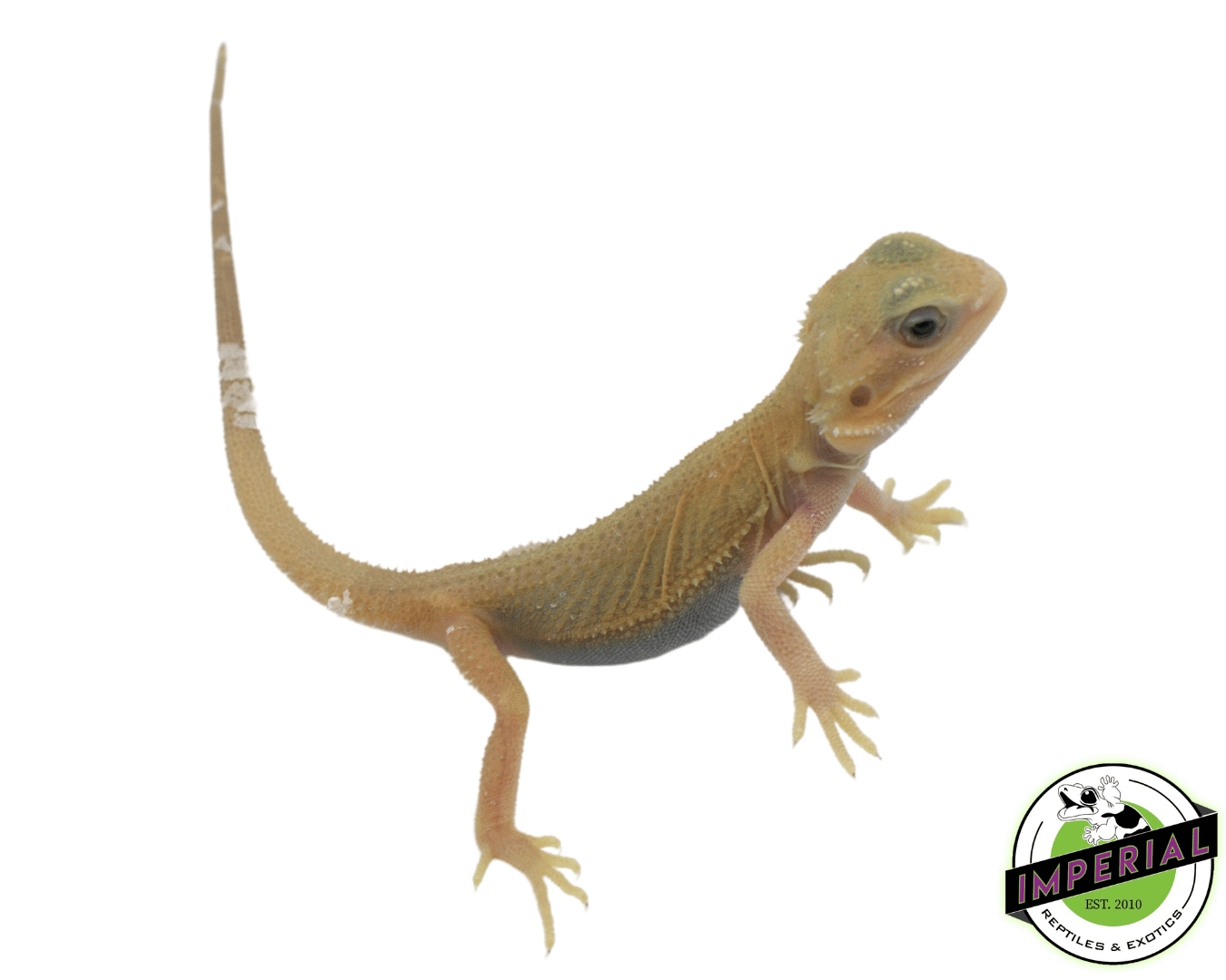 Trans Wiblets Bearded Dragon — image 2