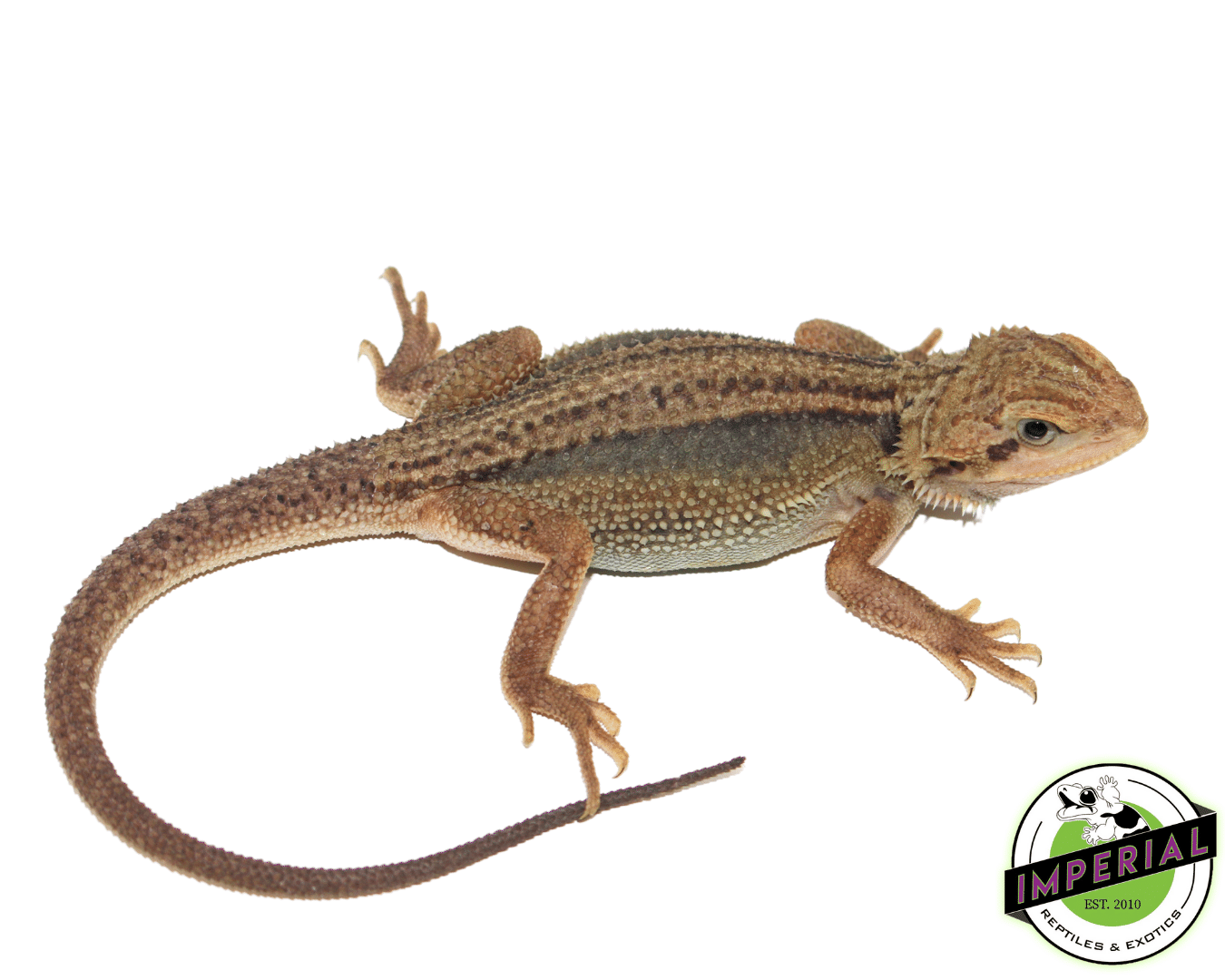 Translucent Dunner Bearded Dragon Baby
