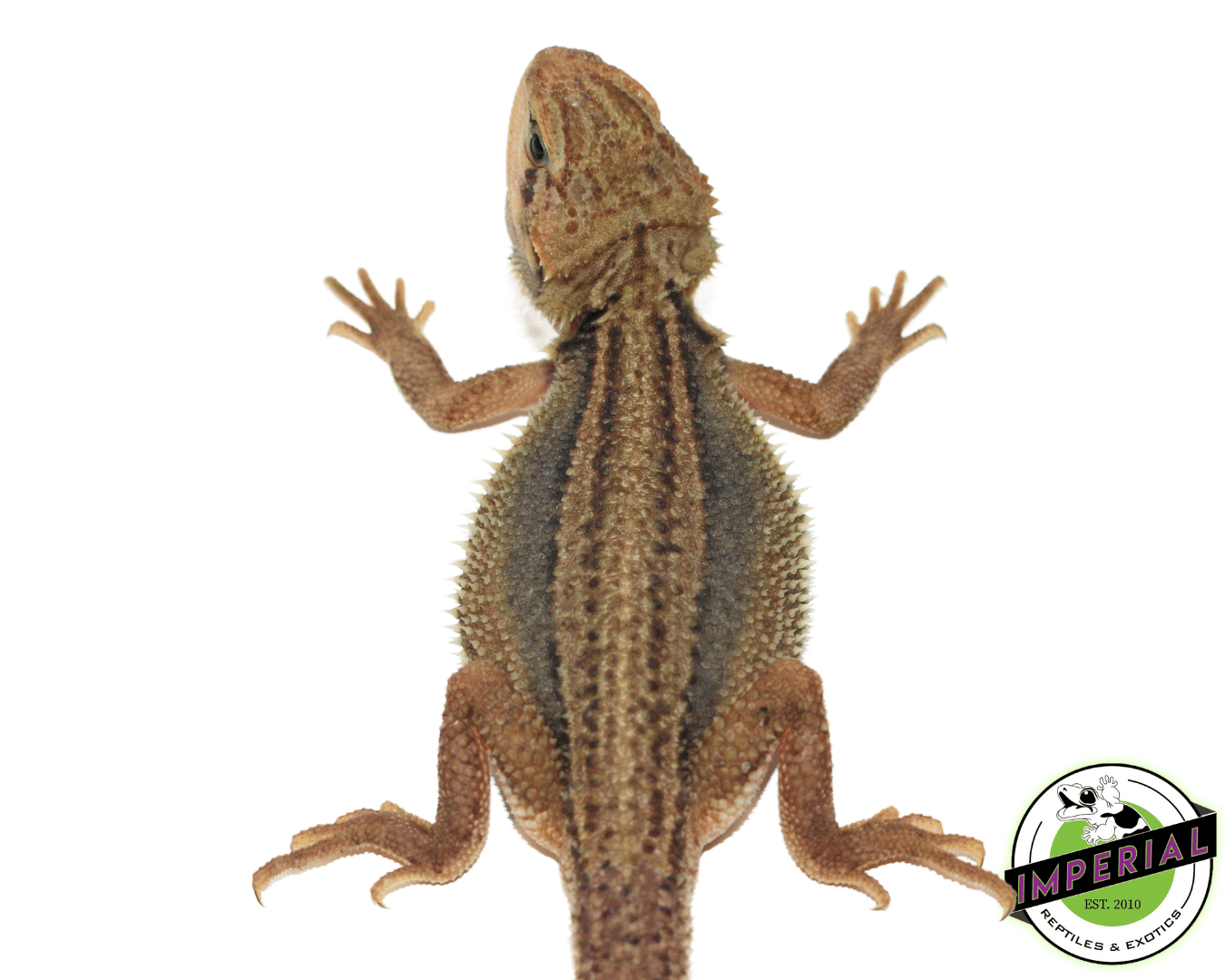 Translucent Dunner Bearded Dragon Baby — image 2