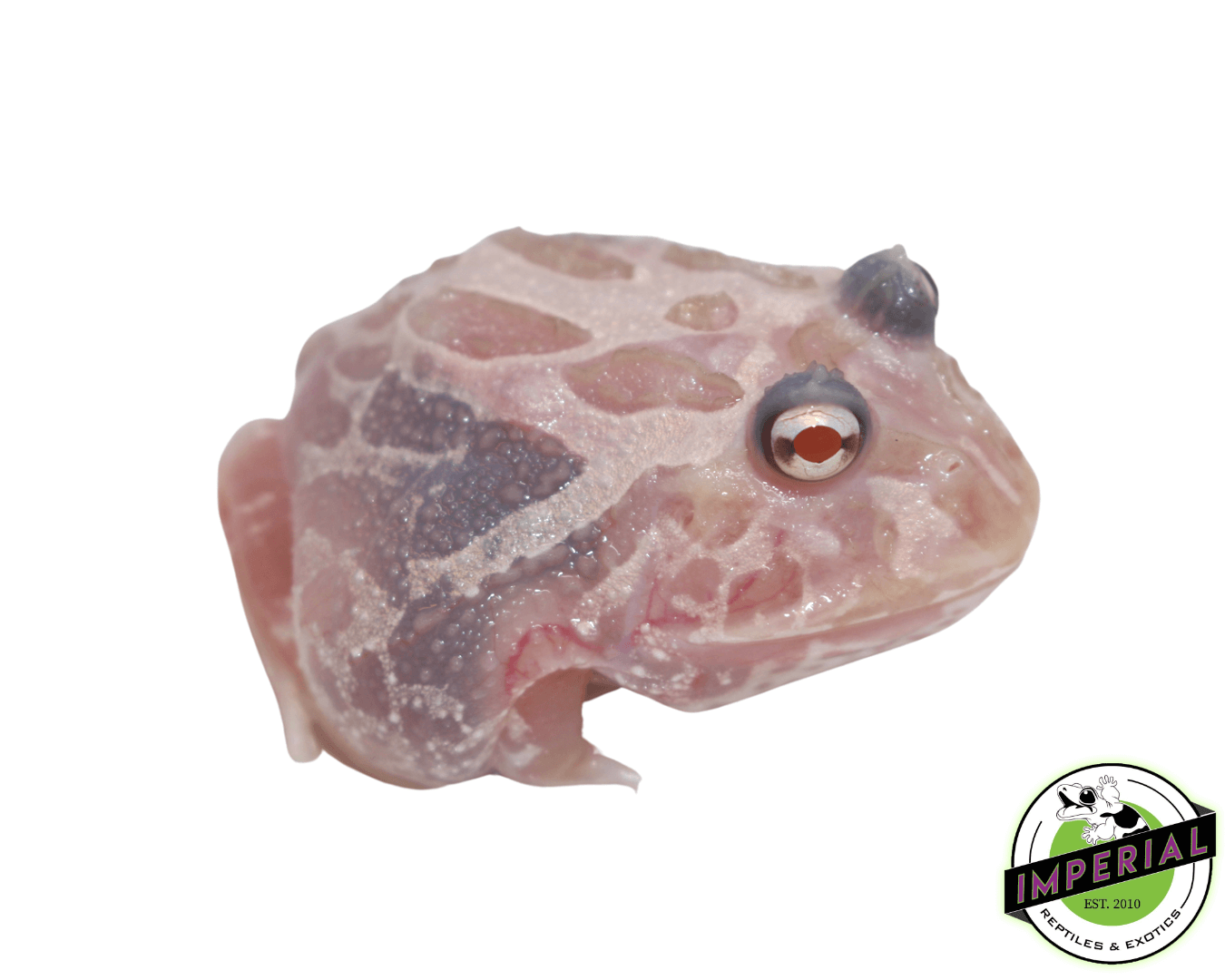Translucent Metal Pacman Frog Baby — image 2