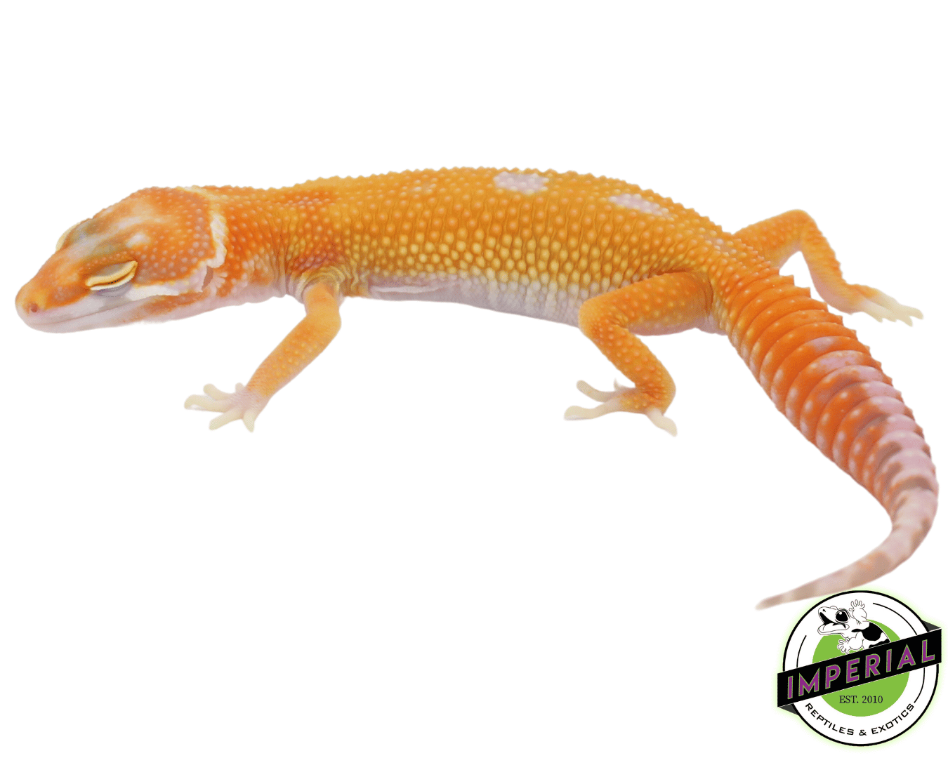 Tremper Emerine Leopard Gecko Baby
