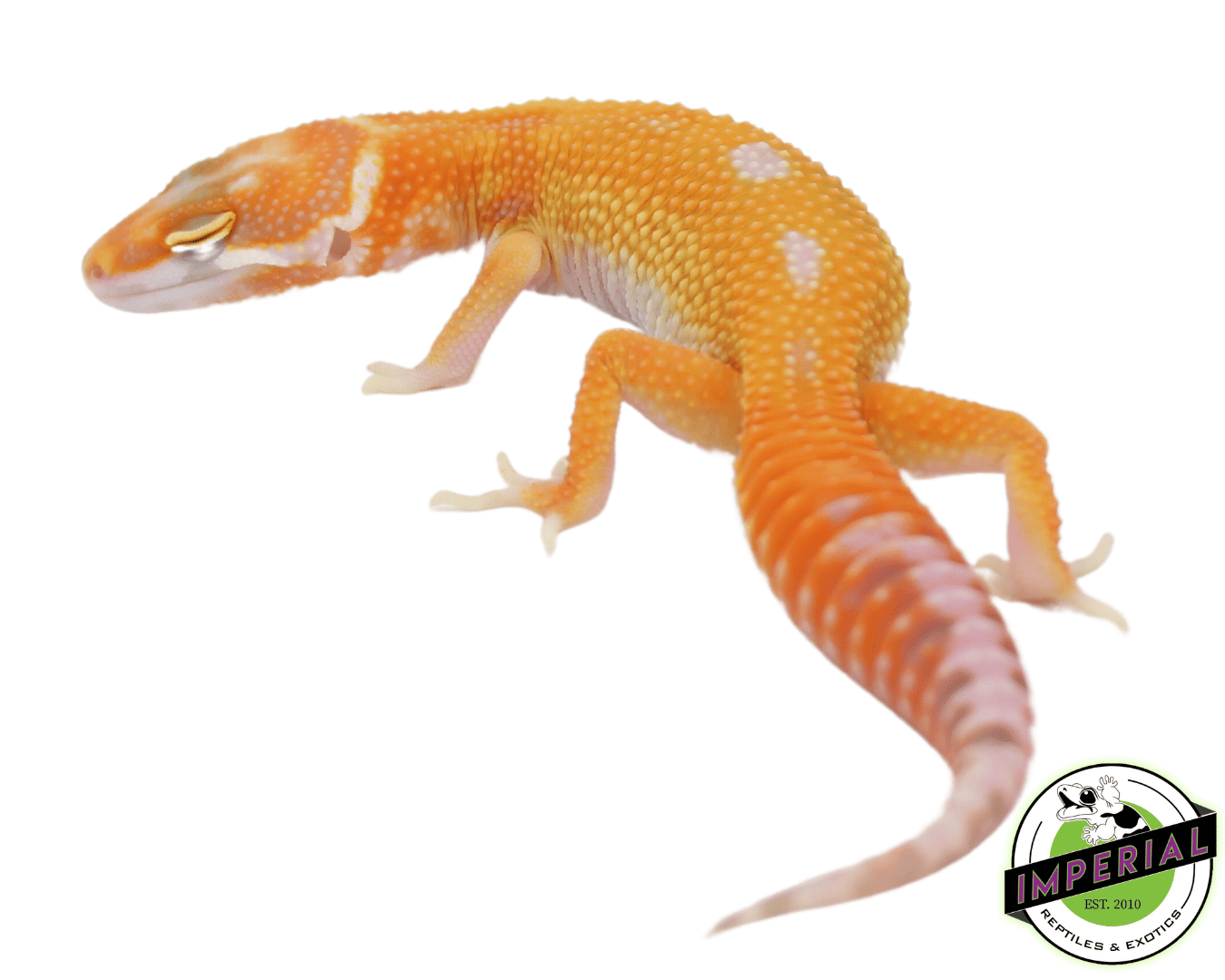 Tremper Emerine Leopard Gecko Baby — image 2