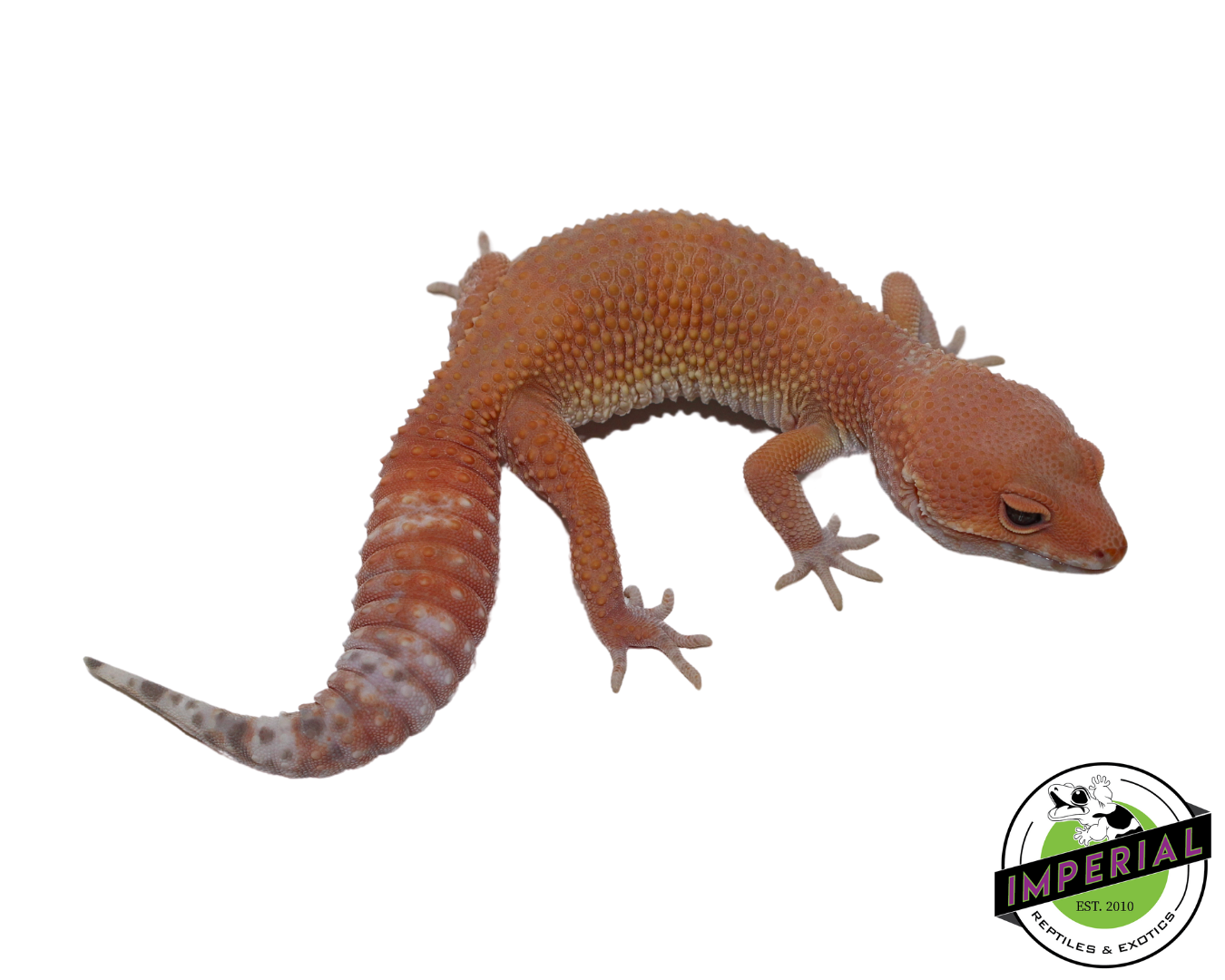 Tremper Sunglow Leopard Gecko Female (#111424-17)