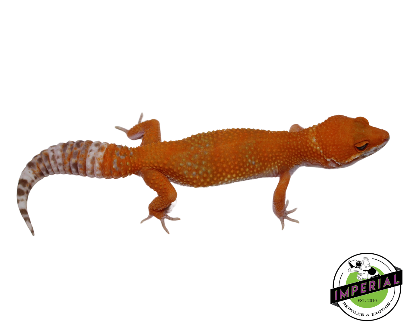 Tremper Sunglow Leopard Gecko Female (#111424-18)
