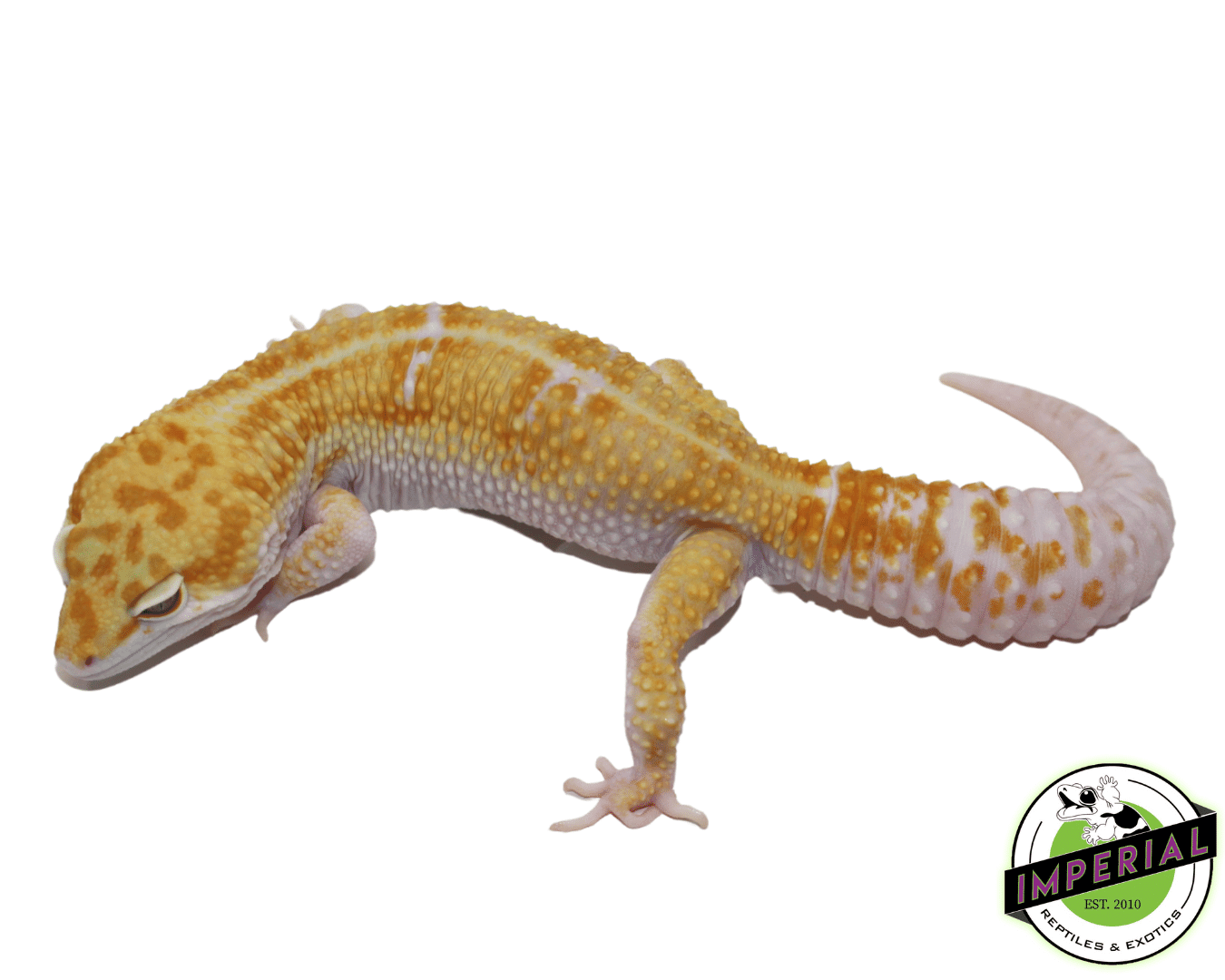 Tremper Tang W&Y Leopard Gecko Adult Male