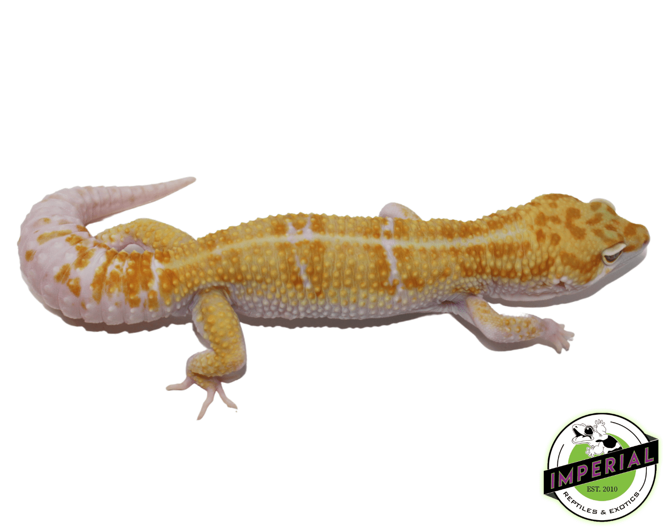 Tremper Tang W&Y Leopard Gecko Adult Male — image 2