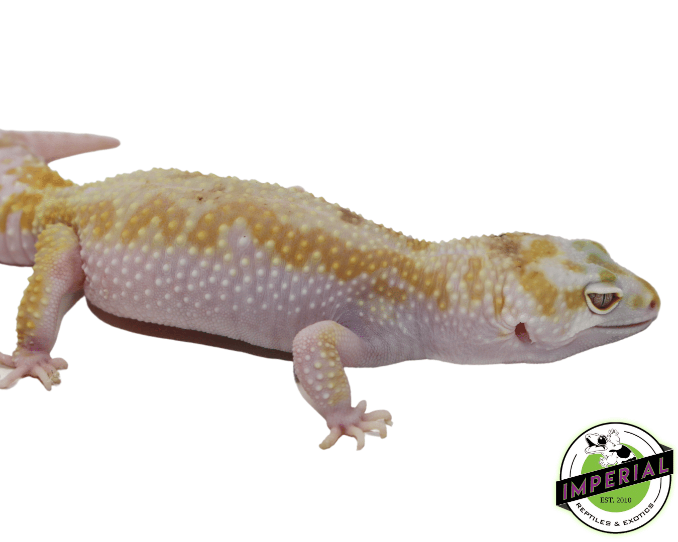 Tremper W&Y Leopard Gecko Adult — image 2