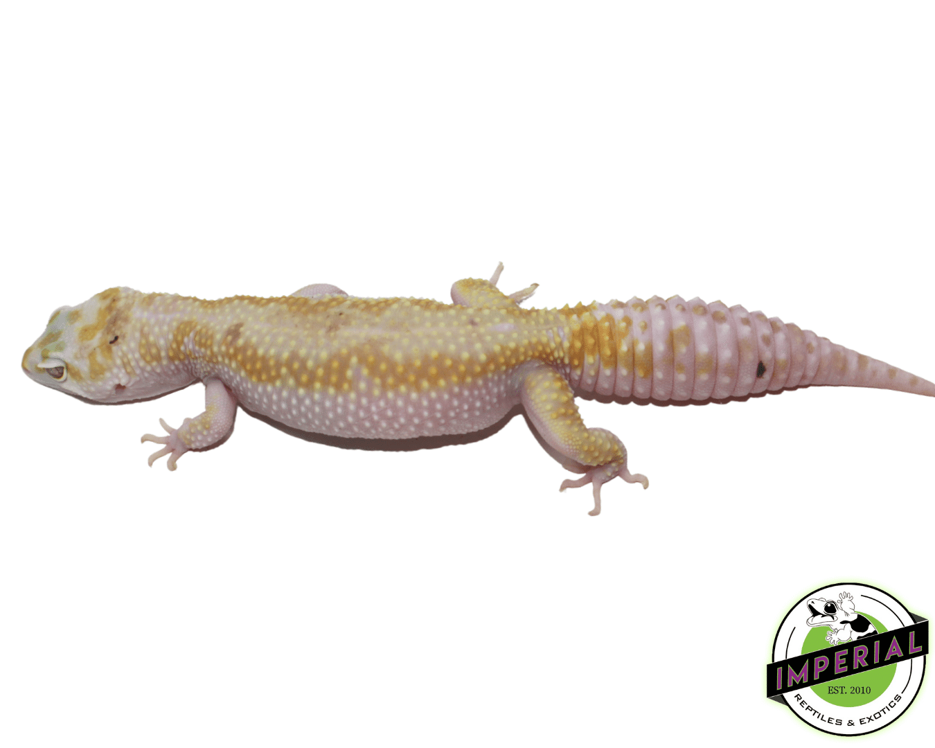 Tremper W&Y Leopard Gecko Adult