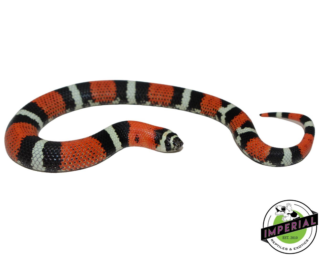 Tri Color Hognose Baby — image 2