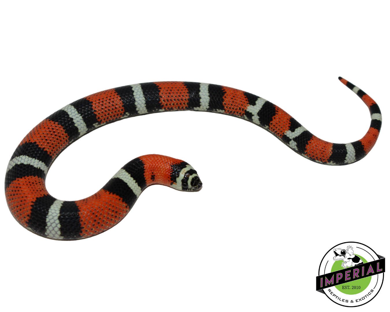 Tri Color Hognose Baby — image 3