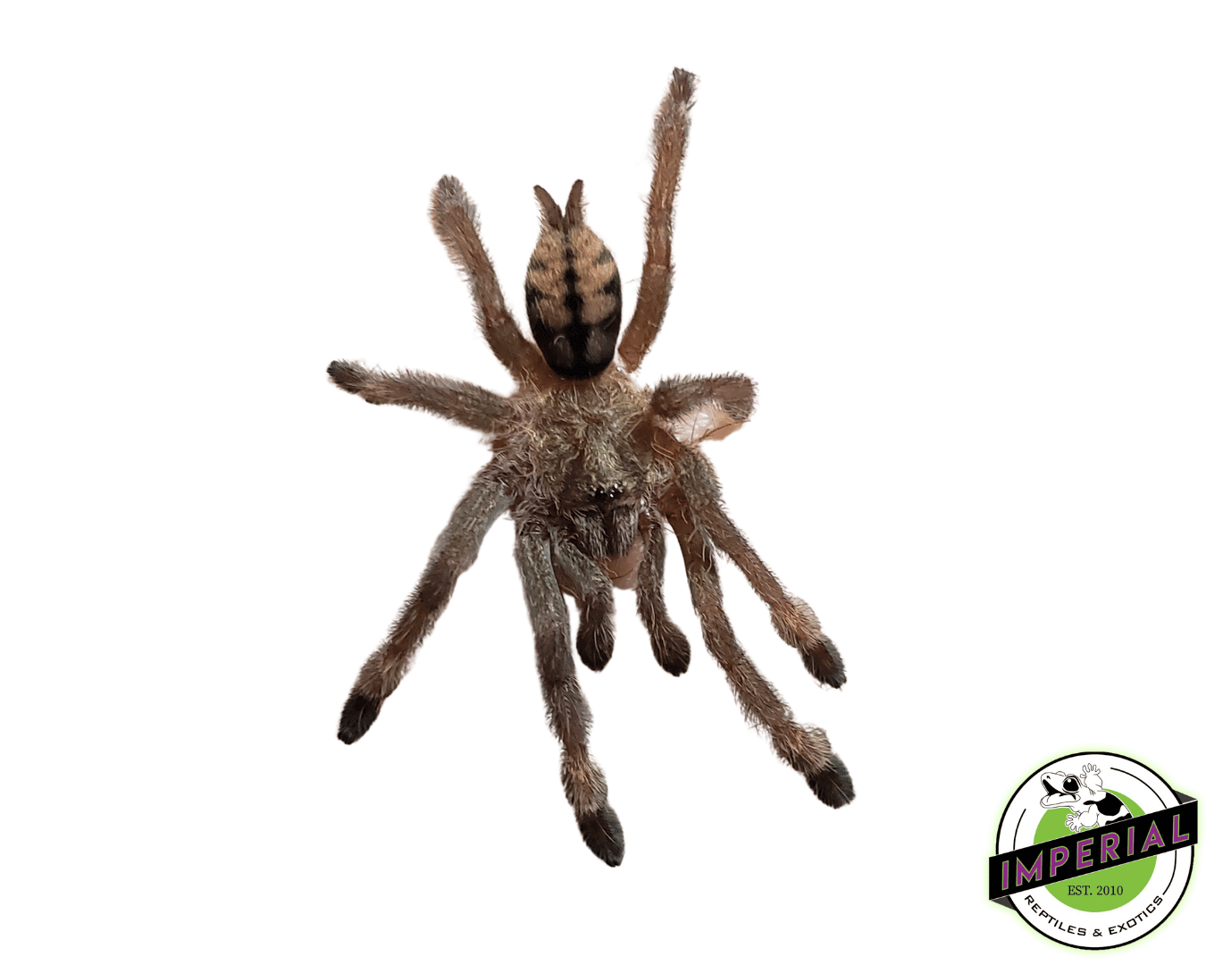 Trinidad Chevron Tarantula (Psalmopoeus cambridgei)
