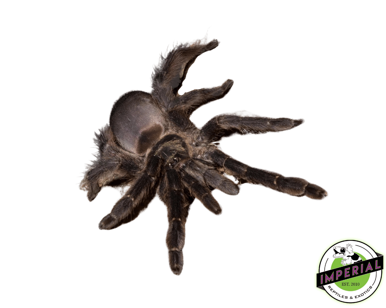 Trinidad Mahogany Tree Spider (Tapinauchenius plumipes)