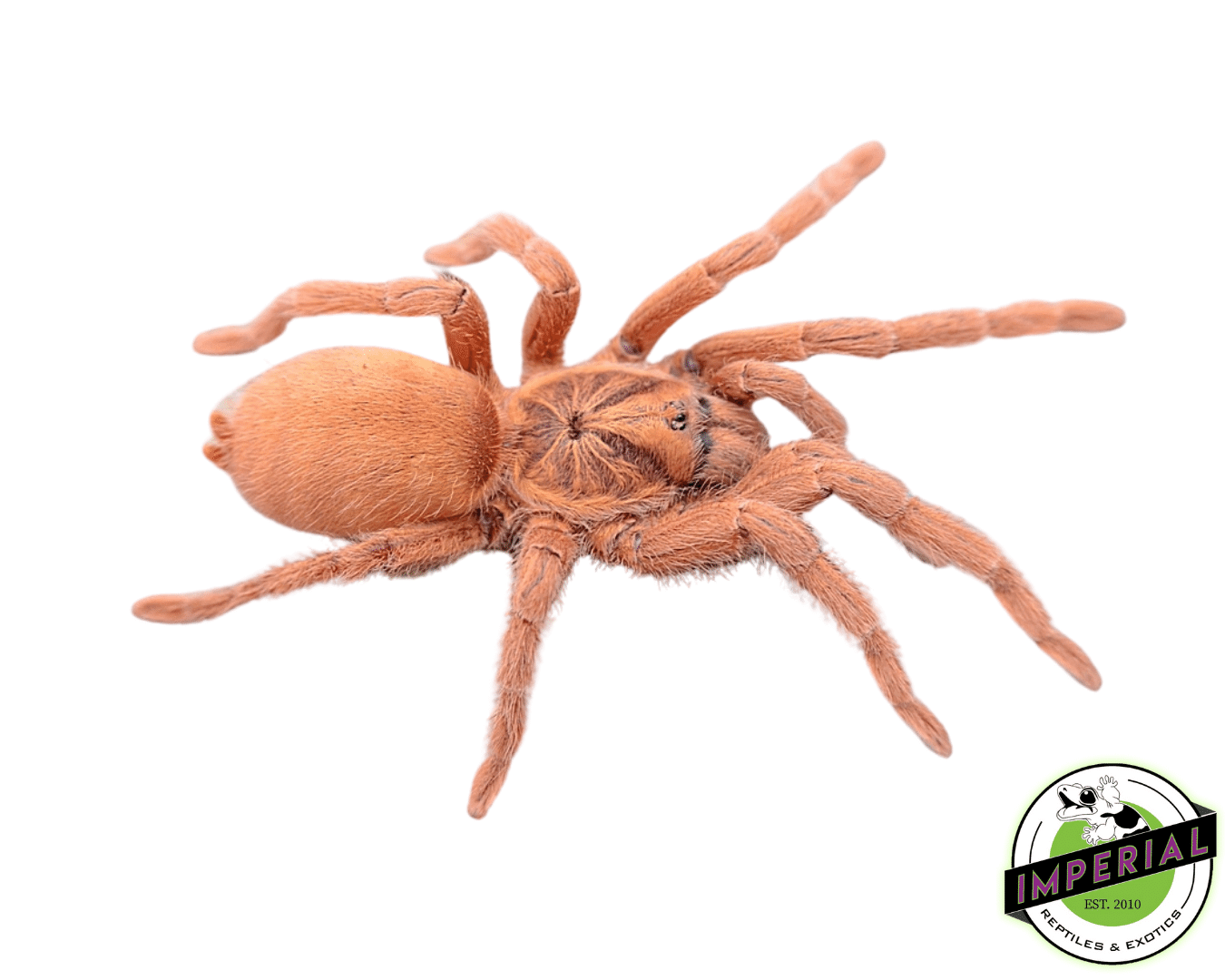 Trinidadian Dwarf Gold Tarantula