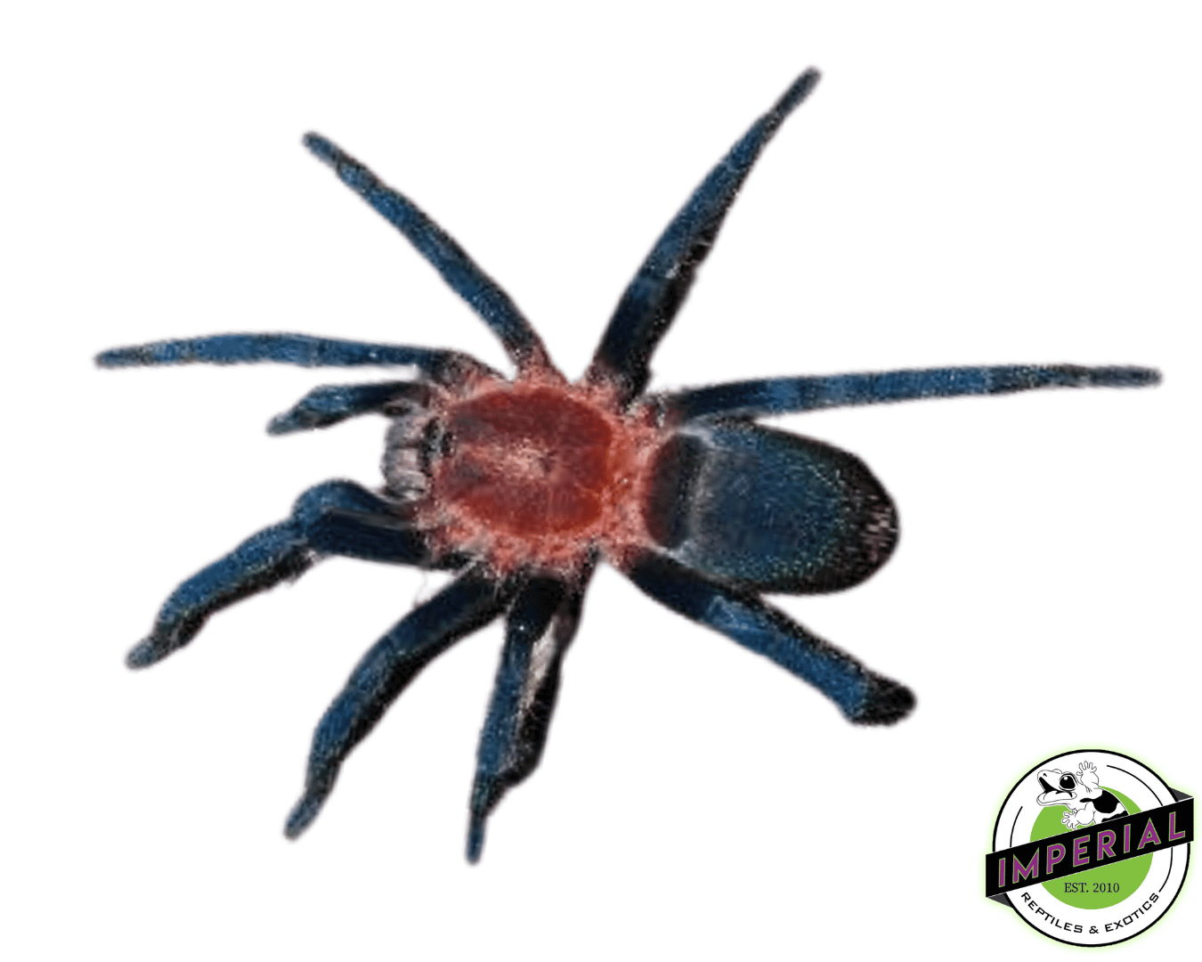 Trinidadian Pink Tarantula (Holothele longipes)