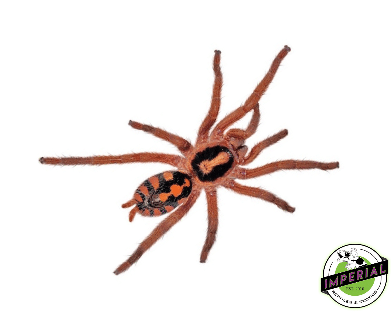 True Pumpkin Patch Tarantula (Hapalopus formosus)
